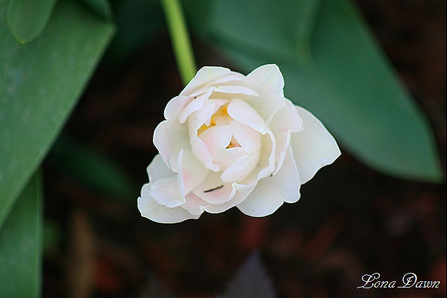 [Tulip_Agnelique7.jpg]