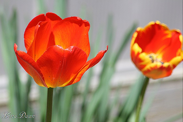 [Tulip_CM2_Orange8.jpg]