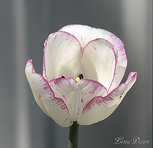 [Tulip_White_Purple7.jpg]