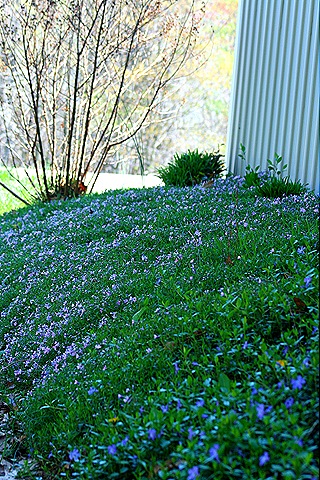[GarageBank_Phlox7.jpg]