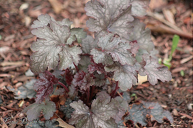 [Heuchera_AmethystMist[9].jpg]