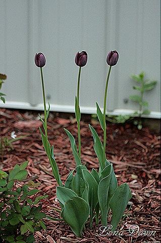 [Tulip_QueenoftheNight[8].jpg]