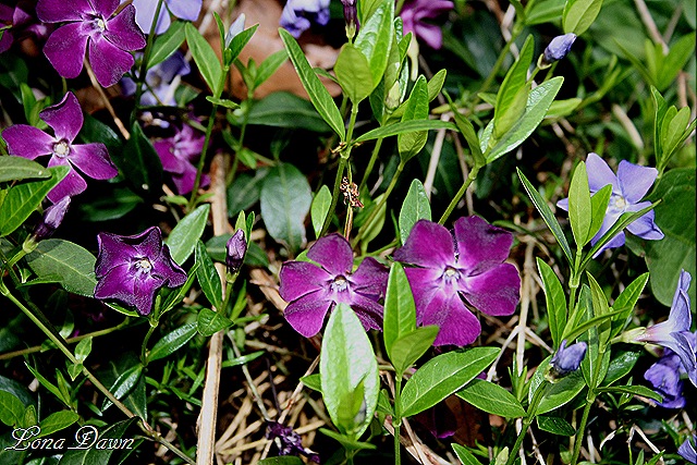 [Periwinkle_CreepingMyrtle[9].jpg]