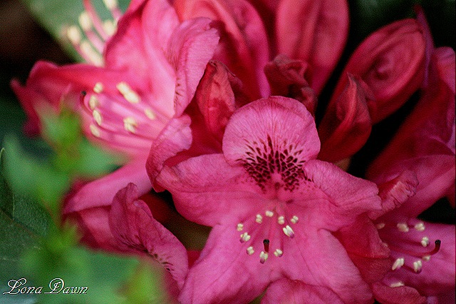 [Rhododendron_NovaZemblaBloom29.jpg]