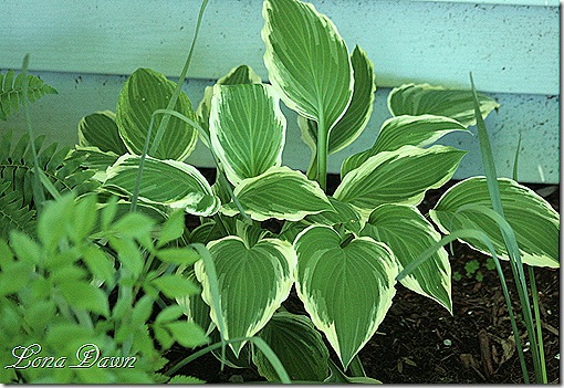 Hosta