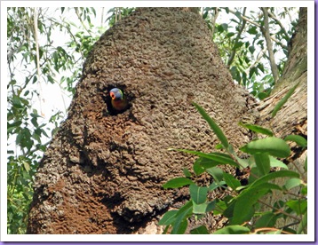 lorikeet-termite-nest