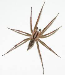 How to Care a Pet Spider | Tips for Spider lovers