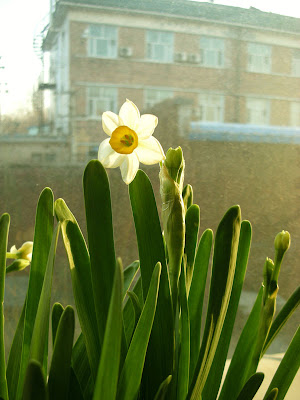 Narcissus flower opens