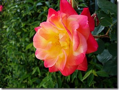 rosa