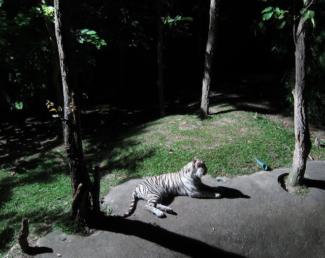 White tiger at the Night Safari