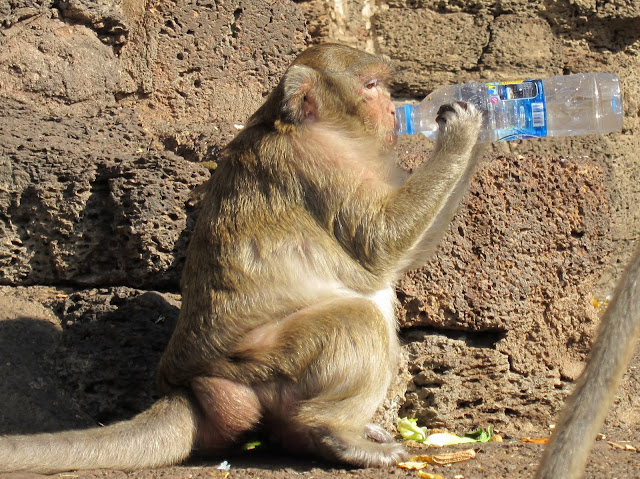 Drinking from a water bottle