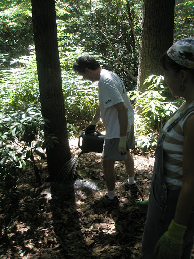 hemlocks