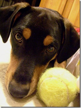 irresistable irresistable