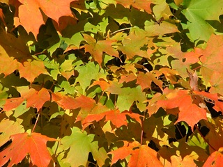 DSCF0130 DSCF0130