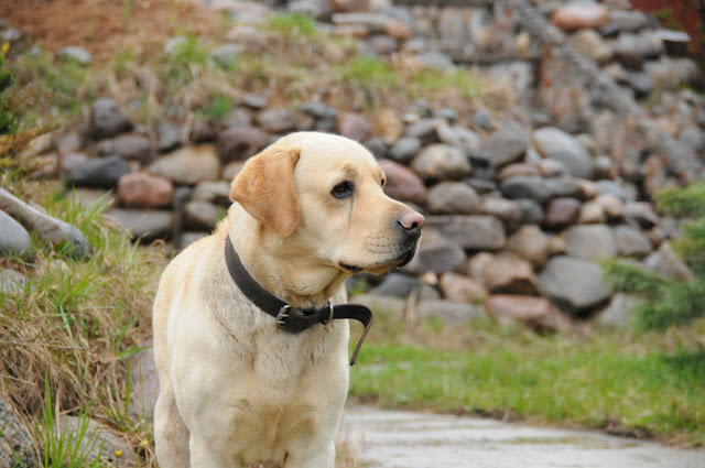 DSC_1772.JPG