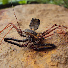 Tailless whip scorpion
