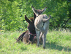 DSCF6261mimimini.jpg