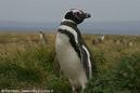 [Pinguino di Magellano[2].jpg]