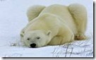 Orso polare