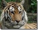 Tigre