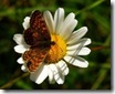 melitaea_aurelia3___chris_van_swaay_small