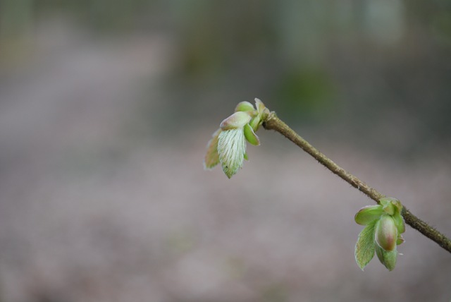 [Bud 2[7].jpg]