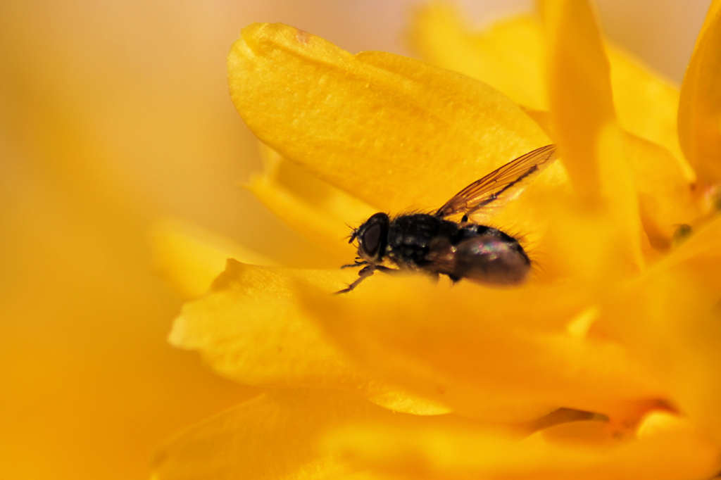 [Fly on forsythia[5].png]