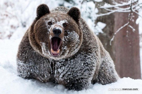 大灰熊，害怕了吧？,熊