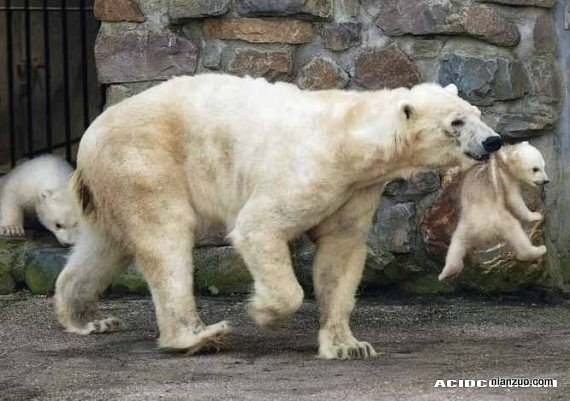 顽皮的北极熊，快回去。,北极熊