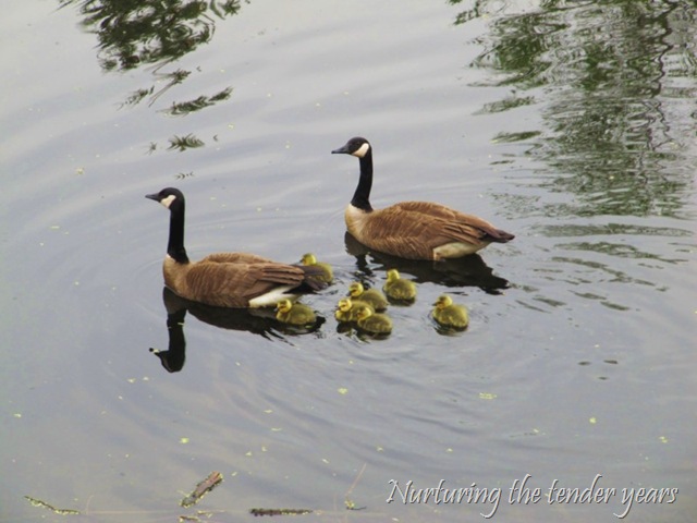 [IMG_7329 [800x600][11].jpg]