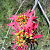 Blüte