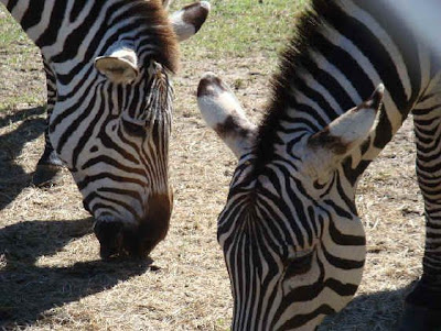 Waccatee Zoo zebras