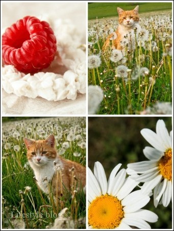Picnik collage (Copy)
