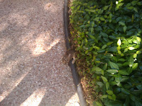 IMG_20100720_175204.jpg