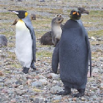 Un pingüino rey negro en la Ant&aacute;rtida