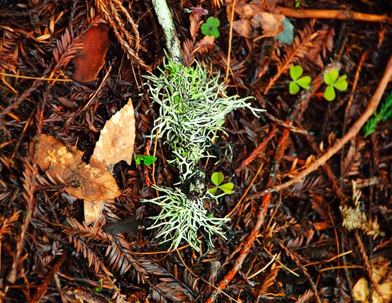 [Lichen[15].jpg]