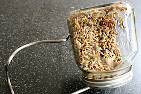 Grains de seigle en cours de germination
