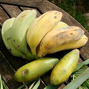 bananes de Madère