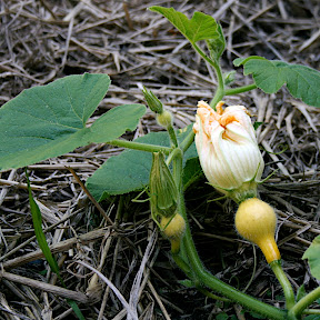 fleur de potimarron