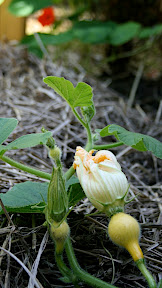 fleur de potimarron