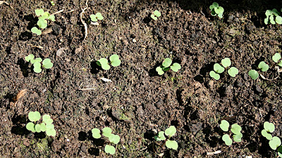 potager
