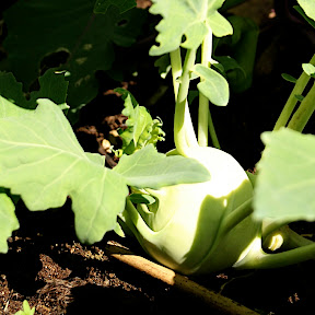 kohlrabi