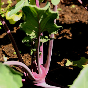 kohlrabi