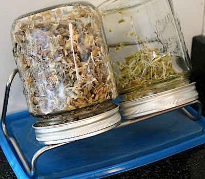 Grains seigle germés. Germoirs en verre & grille inox sur support acier inoxydable.