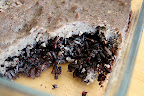 mousse de lentilles et graines de lin sur gâteau de riz violet, cuisson vapeur