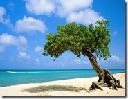 Divi-divi_Tree_on_Beach_in_Aruba