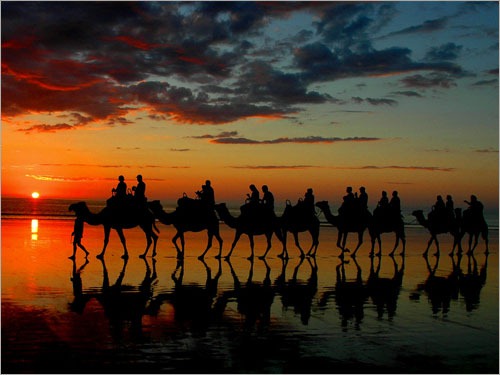 [camelsurv12.jpg]