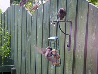 [Birdies June 2010[3].jpg]
