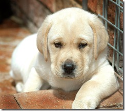 chennai labrador puppy