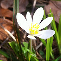 Bloodroot